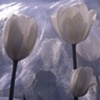 Dreaming Beauty 
