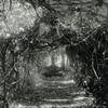 Grapevines in Infrared, Facing West