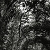 Fabyan Forest & Sundial: Facing West