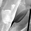 Black and White Tulip Series #8
