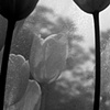 Black and White Tulip Series #12