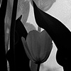 Black and White Tulip Series #2