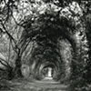 Fabyan Forest