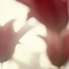 Gentle Love