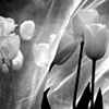 Black and White Tulips