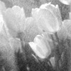 Black and White Tulip Series #7