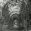 Grapevines: Facing East, 