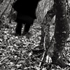 The Forest