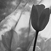 Black and White Tulip Series #1