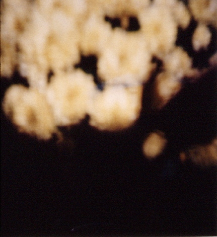 yellow flowers