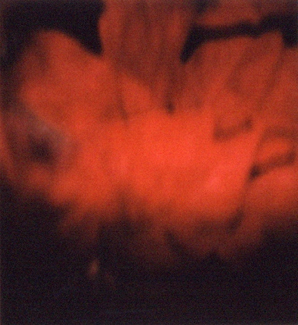 red floral, 2