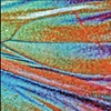 Butterfly scales