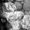 bubble series no.1