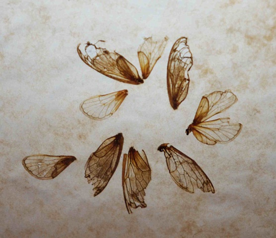 cicada