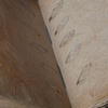 Cicada Journal (Detail 1)