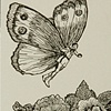 You make me float like a butterfly
