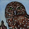 Burrowing Owl