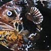 Deep Water Fish ACEO