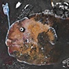 Deep Water Fish I