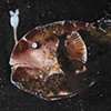 Deep Water Fish II
