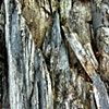Bark