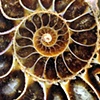 Golden Ratio Fossil