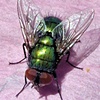 Fly