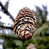 Pinecone