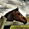 Horse Head (HDR)