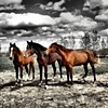 Red Horses