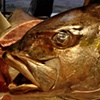 Fish Head