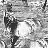 B/W Horse Pattern