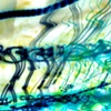 Scribbles