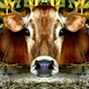 Cow Face Mirrored