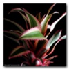 Solitary Flowers #80