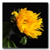 Solitary Flowers #32