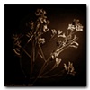Flowers in Sepia #3