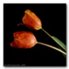 Solitary Flowers #86