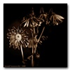 Flowers in Sepia #1