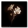 Flowers in Sepia #2