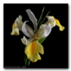 Solitary Flowers #51
