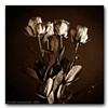 Flowers in Sepia #4