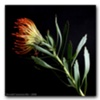 Solitary Flowers #27
