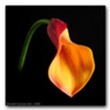 Solitary Flowers #76