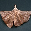 Ginko Copper Leaf