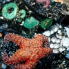 Cannon Beach - Detail