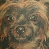 rotten lil dog