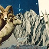 Mountain Goat