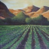 vineyards