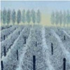 Winter Vineyard